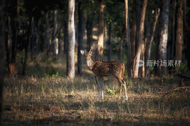 Chital或Axis Deer